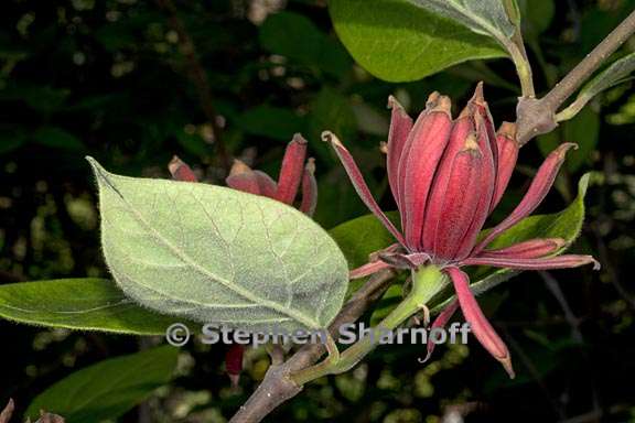 calycanthus floridus 1 graphic